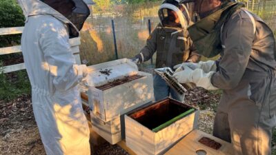 St. Christopher's, Carmel's bees